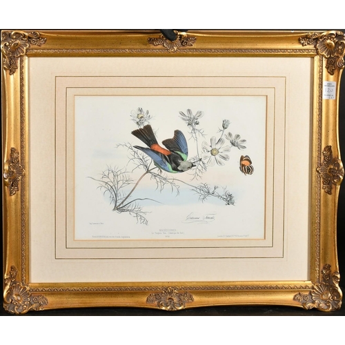 120 - Edouard Travies, A pair of 19th Century hand coloured lithographs of exotic birds, both 9.75