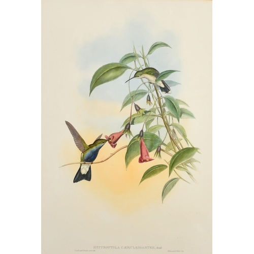 133 - John Gould and H.D. Richter, 19th Century hand coloured lithograph of Humming birds, Sotheran's trad... 