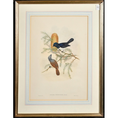 134 - William Hart and John Gould, Two 19th Century hand coloured lithographs of Fly Catchers, one with So... 