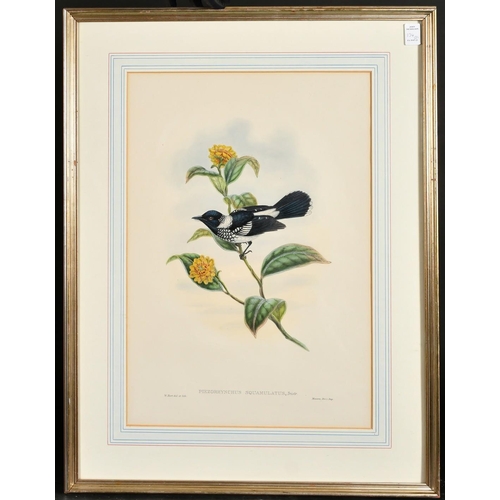 134 - William Hart and John Gould, Two 19th Century hand coloured lithographs of Fly Catchers, one with So... 