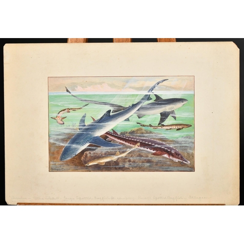 180 - Two studies of fish, watercolours, both inscribed in pencil, one signed Theo. C, 4