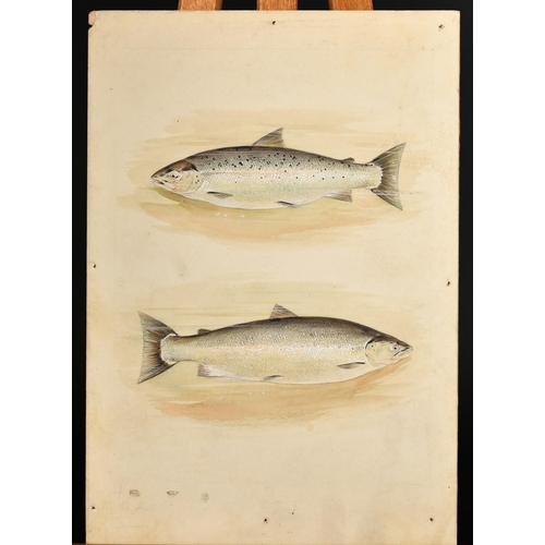 180 - Two studies of fish, watercolours, both inscribed in pencil, one signed Theo. C, 4