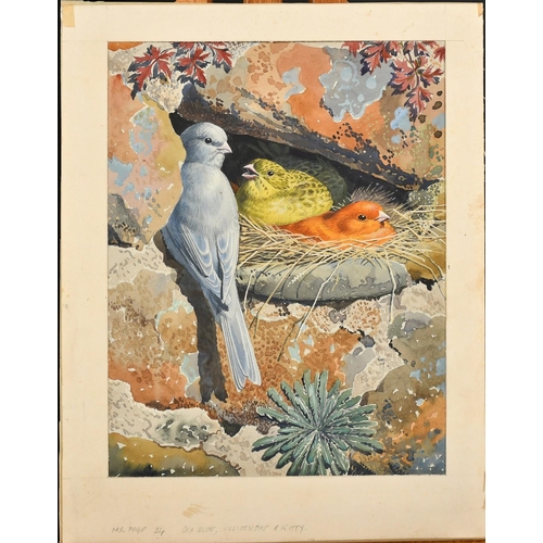 273 - Circle of Charles Tunnicliffe, A pair of ornithological subjects, (birds), watercolours, both inscri... 