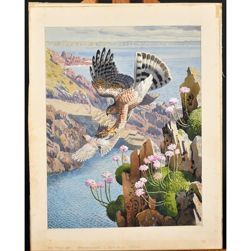 273 - Circle of Charles Tunnicliffe, A pair of ornithological subjects, (birds), watercolours, both inscri... 