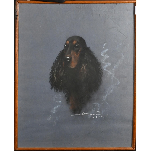 63 - French School, Circa 1955, a pastel head study of a dog, indistinctly signed and dated, 20.5