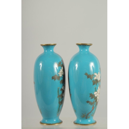 196 - A FINE PAIR OF JAPANESE BLUE GROUND CLOISONNE VASES, decorated with native flora, 15.5cm high.