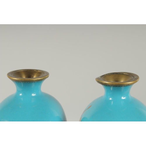 196 - A FINE PAIR OF JAPANESE BLUE GROUND CLOISONNE VASES, decorated with native flora, 15.5cm high.