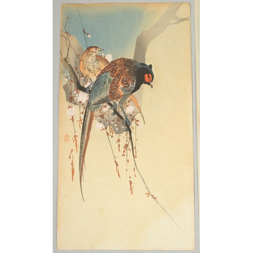 63 - KOSON OHARA (1877-1945): SPARROWS, PHEASANT ON THE CHERRY TREE; two original early 20th century Japa... 