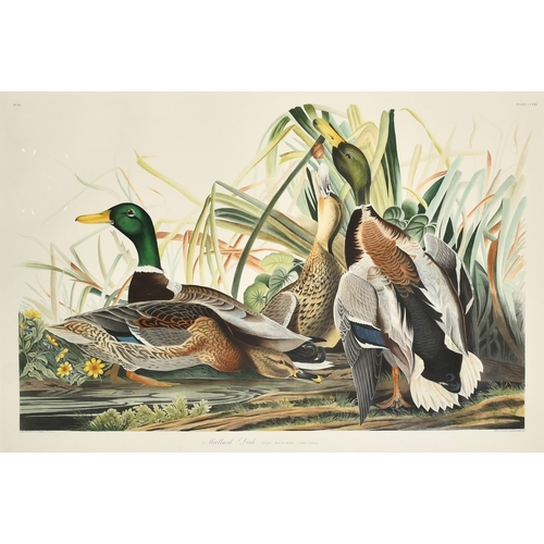 116 - After John James Audubon, 'Mallard Duck', a hand coloured engraving, edition CAMNH 1985, edition no ... 