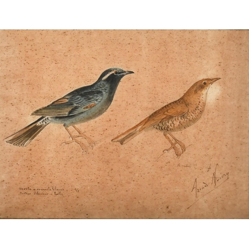 180 - 19th Century French School, a half scale study of two birds, watercolour, indistinctly signed and in... 