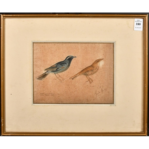 180 - 19th Century French School, a half scale study of two birds, watercolour, indistinctly signed and in... 