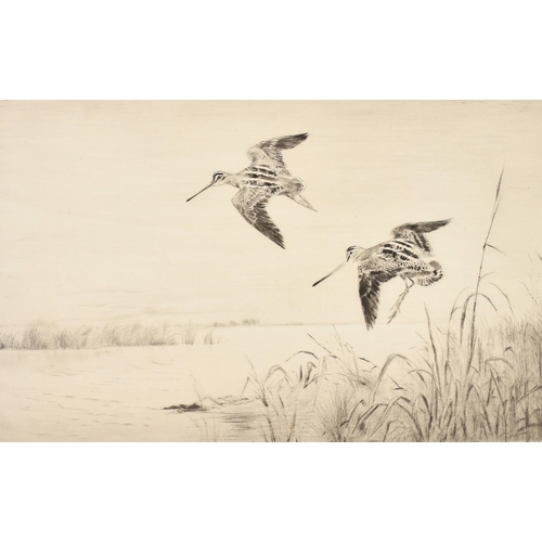 48 - Roland Green (1890-1972), Snipe coming into land on a waterway, signed in pencil and numbered 31/75,... 