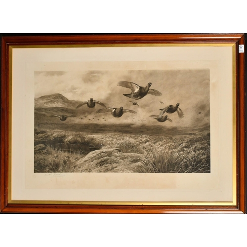 77 - Archibald Thorburn (1860-1935), game birds nestled in a field, photogravure, signed in pencil, image... 