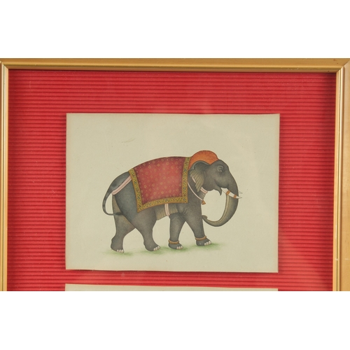 217 - TWO 19-20TH CENTURY INDIAN PAINTINGS OF ELEPHANTS, framed and glazed together, each painting 14cm x ... 