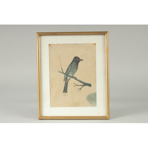 231 - AN INDIAN COMPANY SCHOOL PAINTING OF A BIRD, framed and glazed, image 19.5cm x 14.5cm.