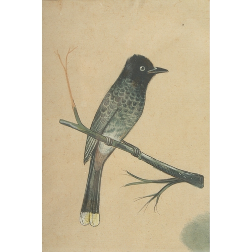 231 - AN INDIAN COMPANY SCHOOL PAINTING OF A BIRD, framed and glazed, image 19.5cm x 14.5cm.