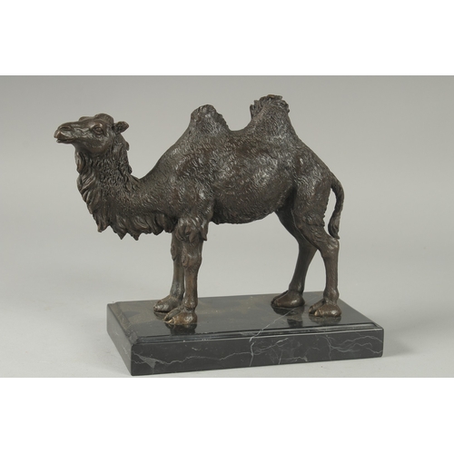 1104 - A BRONZE DOUBLE HUMP BACK CAMEL. 7ins high on a black marble base.