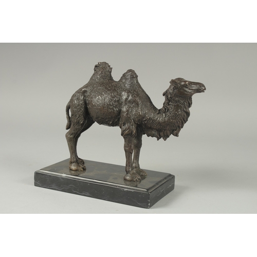 1104 - A BRONZE DOUBLE HUMP BACK CAMEL. 7ins high on a black marble base.