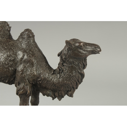 1104 - A BRONZE DOUBLE HUMP BACK CAMEL. 7ins high on a black marble base.