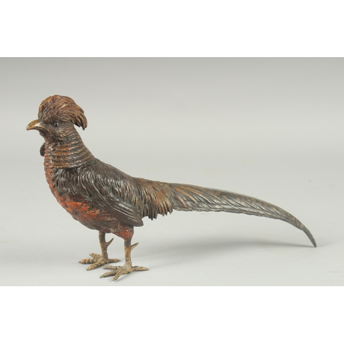 1137 - A GOOD COLD PAINTED BRONZE PHEASANT. 11ins long, 6ins high.