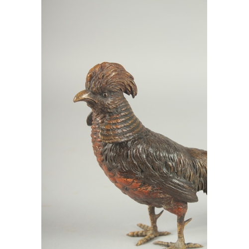 1137 - A GOOD COLD PAINTED BRONZE PHEASANT. 11ins long, 6ins high.