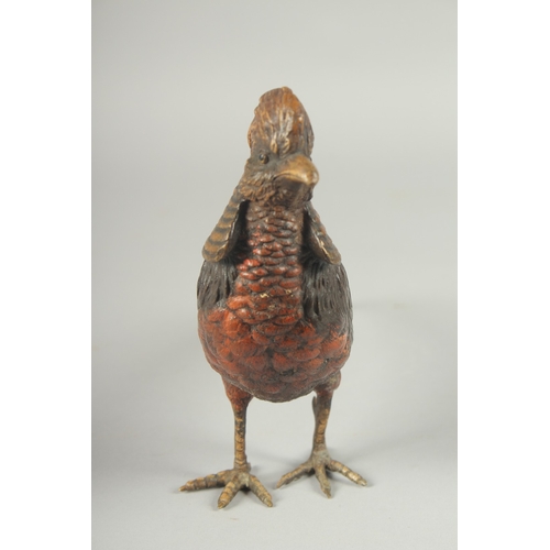 1137 - A GOOD COLD PAINTED BRONZE PHEASANT. 11ins long, 6ins high.