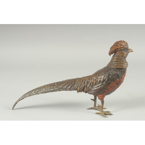 1137 - A GOOD COLD PAINTED BRONZE PHEASANT. 11ins long, 6ins high.