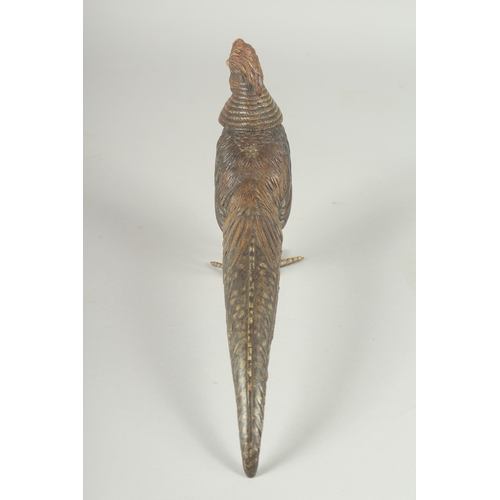 1137 - A GOOD COLD PAINTED BRONZE PHEASANT. 11ins long, 6ins high.