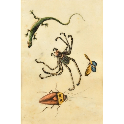 62 - A collection of five 19th Century Chinese watercolour on pith paper paintings of natural history sub... 