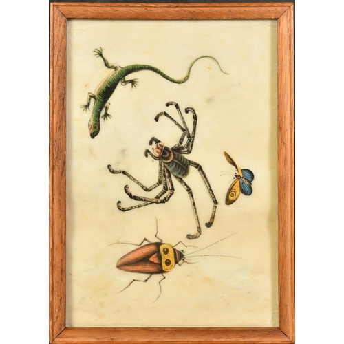 62 - A collection of five 19th Century Chinese watercolour on pith paper paintings of natural history sub... 