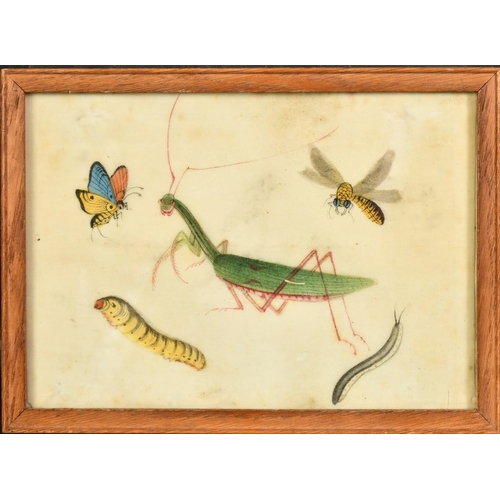 62 - A collection of five 19th Century Chinese watercolour on pith paper paintings of natural history sub... 