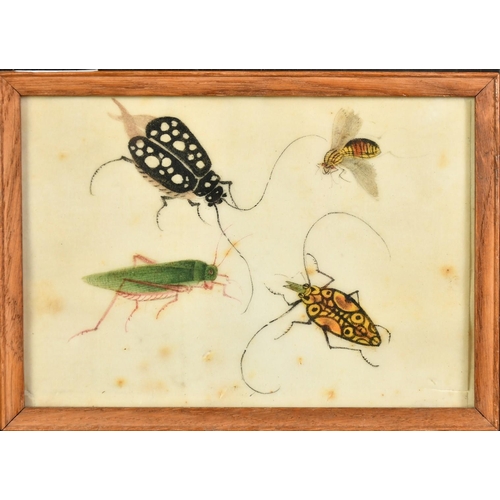 62 - A collection of five 19th Century Chinese watercolour on pith paper paintings of natural history sub... 
