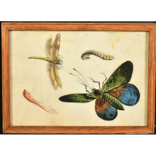 62 - A collection of five 19th Century Chinese watercolour on pith paper paintings of natural history sub... 