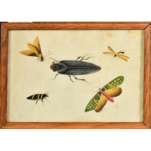 62 - A collection of five 19th Century Chinese watercolour on pith paper paintings of natural history sub... 