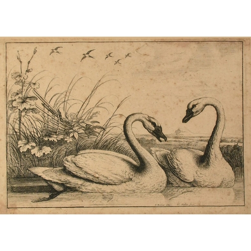 1022 - Hollar after Barlow, 'Two Swans Swimming', etching, 5.5