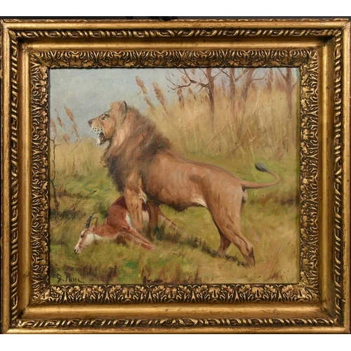 1299 - George Paice (1854-1925), a standing lion with its kill, oil on canvas, signed, 12