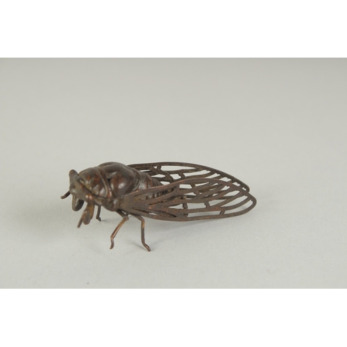 70 - A JAPANESE BRONZE OKIMONO OF A CICADA, 6cm long.