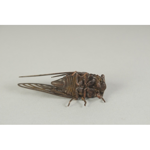 70 - A JAPANESE BRONZE OKIMONO OF A CICADA, 6cm long.