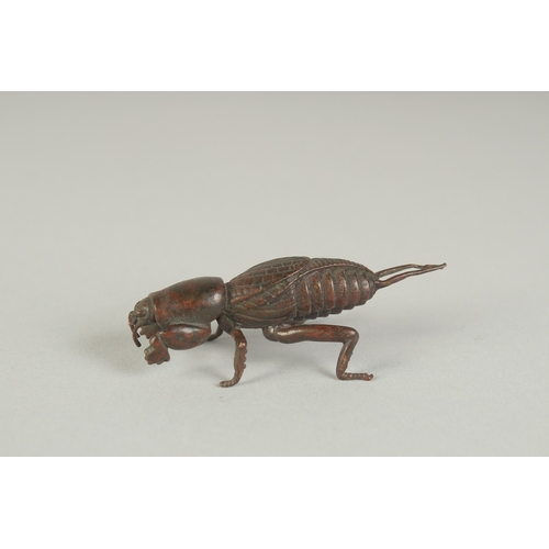 73 - A JAPANESE BRONZE OKIMONO OF A MOLE CRICKET, 6.5cm long.