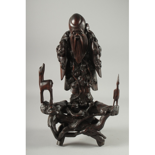 95 - A CHINESE SECTIONAL ROOT WOOD CARVING OF SHOU LAO, 41cm high overall.