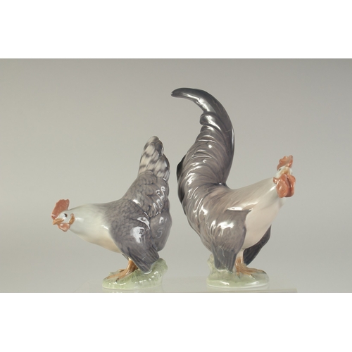 1129 - A PAIR OF COPENHAGEN PORCELAIN COCKERALS. No. 1024 & 1025 5.5ins  & 7.5ins high.