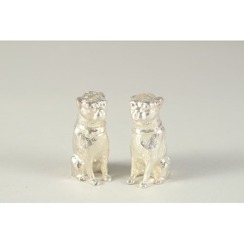 1696 - A PAIR OF SILVER PLATED SALT AND PEPPERS modelled as seated dogs.  2.5ins long.