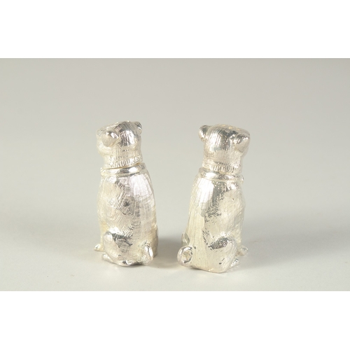 1696 - A PAIR OF SILVER PLATED SALT AND PEPPERS modelled as seated dogs.  2.5ins long.