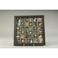 A GLAZED CASE OF SHELL SPECIMENS. 10.5ins x 10.5ins.