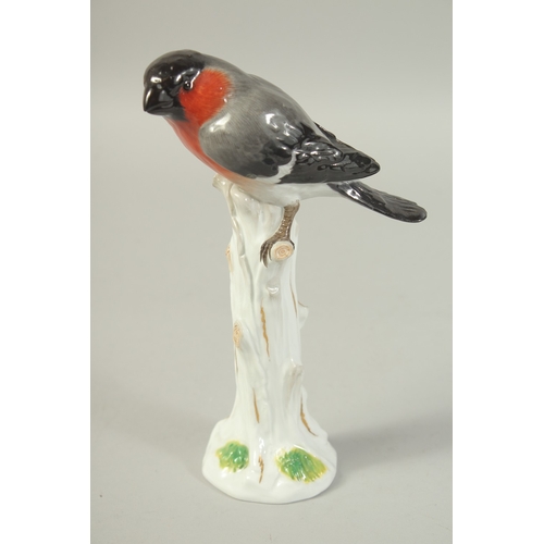 1073 - A MEISSEN BULLFINCH PERCHED ON A TREE STUMP first modelled by  Joachim Kaendler Circa. 1880.  20.3cm... 