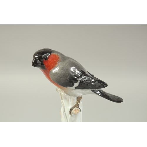 1073 - A MEISSEN BULLFINCH PERCHED ON A TREE STUMP first modelled by  Joachim Kaendler Circa. 1880.  20.3cm... 