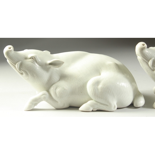 98 - TWO JAPANESE HIRADO PORCELAIN WILD BOAR, with finely carved fur detail, each 25cm long.