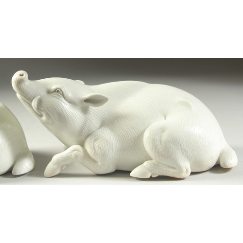98 - TWO JAPANESE HIRADO PORCELAIN WILD BOAR, with finely carved fur detail, each 25cm long.