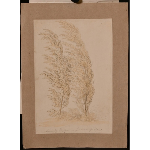 109 - 18th Century English School, 'Lombardy Poplars in Lansdown Gardens', pencil and wash, inscribed with... 