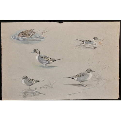 110 - Circle of Peter Scott, studies of ducks, pencil and watercolour, signed with initials and dated 1950... 